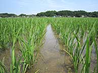 6月17日の田んぼ(緑が丘小・北郷小)_d0247484_16412421.jpg