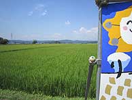 8月5日の田んぼ(緑が丘小・北郷小)_d0247484_17161117.jpg