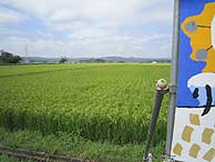 8月18日の田んぼ(緑が丘小・北郷小)_d0247484_17222140.jpg