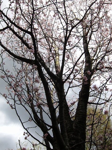 桜 満開♪_d0133485_15174093.jpg