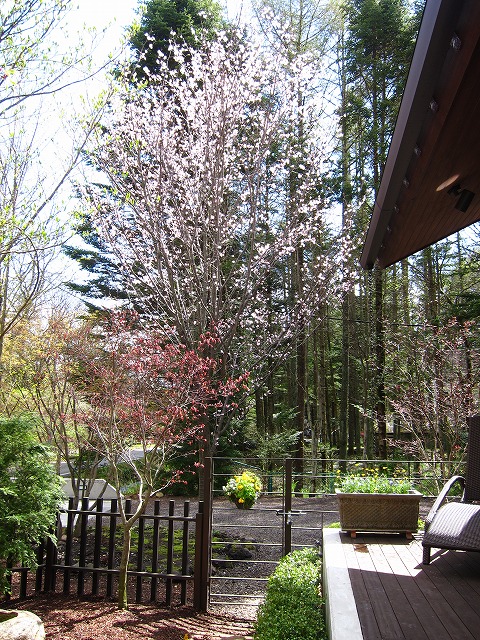 桜 満開♪_d0133485_15181942.jpg