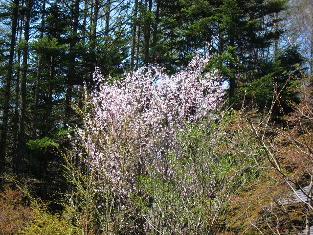 桜 満開♪_d0133485_1518508.jpg