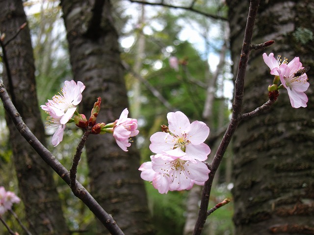 桜 満開♪_d0133485_1519549.jpg