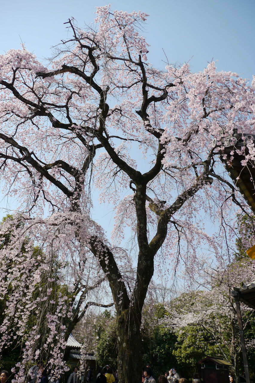 四月の写真置き場（２）_d0212994_8163999.jpg