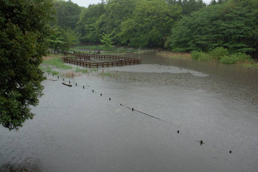 青葉の中のアオジ／公園は調整池／黒点_b0024798_522162.jpg