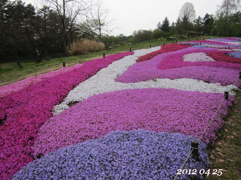 4月20日は拗ねてるまーくん25日は芝桜_a0155999_22103280.jpg