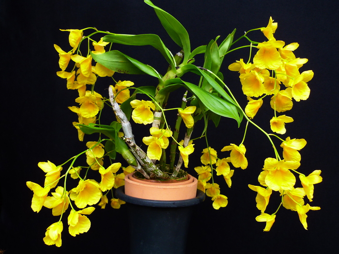 01 同梱不可 The Dendrobiums/Howard P. Wood/Roland Schettler