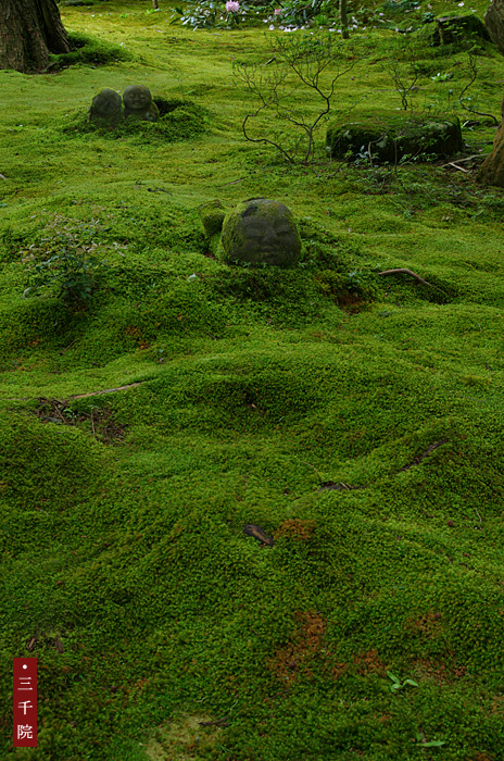 < 京都大原「宝泉院」・春の夜灯り >_c0183700_1983767.jpg