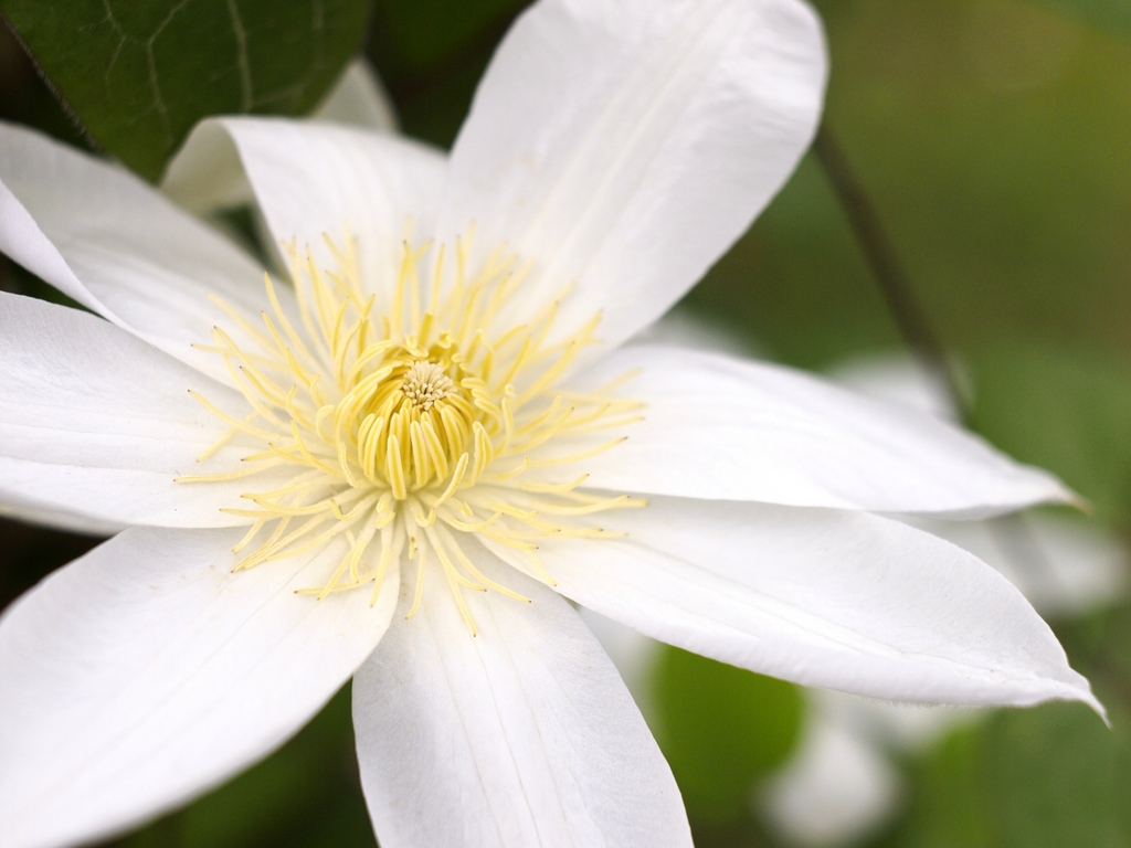 花爛漫「花の文化園」②_b0138101_6383953.jpg