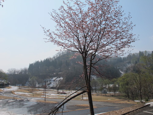 白川湖畔・ホテルフォレストいいでの白川湖、桜＆飯豊山・・・２_c0075701_20193435.jpg