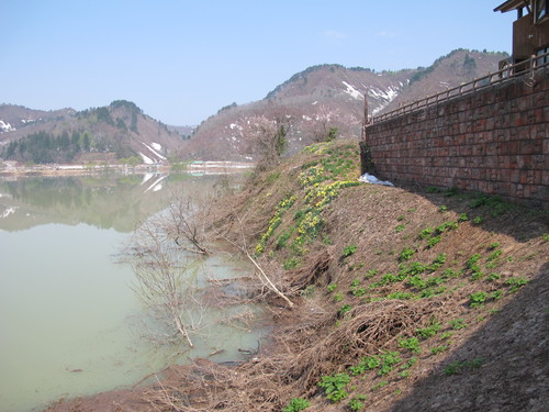 白川湖畔・ホテルフォレストいいでの白川湖、桜＆飯豊山・・・８_c0075701_2138663.jpg