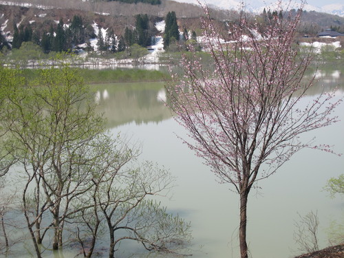 白川湖畔・ホテルフォレストいいでの白川湖、桜＆飯豊山・・・１5_c0075701_23434999.jpg