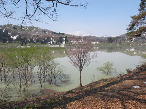 白川湖畔・ホテルフォレストいいでの白川湖、桜＆飯豊山・・・１5_c0075701_23435026.jpg