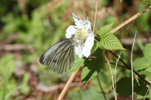 埼玉北部　　                      ツマキチョウ他2012/05/05②_d0251807_15125277.jpg