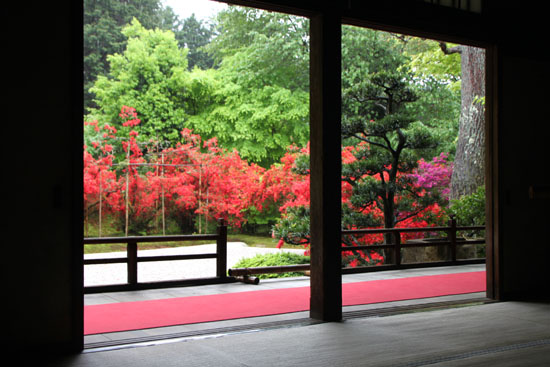 曼殊院　霧島ツツジ満開_e0048413_2141563.jpg