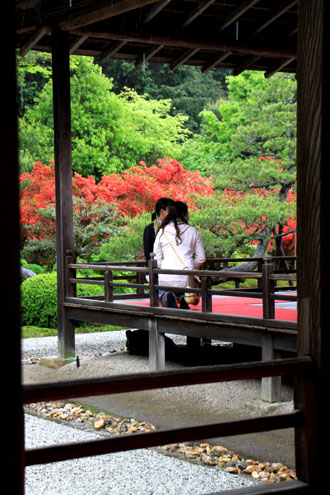 曼殊院　霧島ツツジ満開_e0048413_2142525.jpg