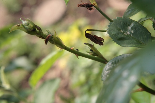 バラゾウムシ（薔薇象虫）_e0134713_10582123.jpg