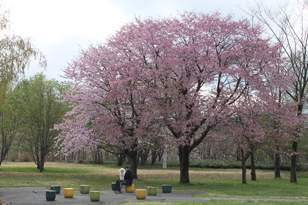 桜散歩_a0109914_0353112.jpg