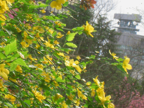 c0165914_237568.jpg