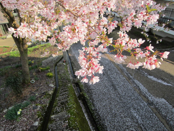 桜吹雪_f0067514_2155645.jpg