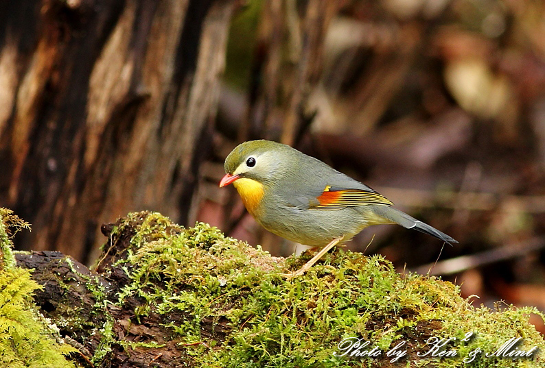 とっても綺麗な ソウシチョウ 相思鳥 ケンケン ミントの鳥撮りlife