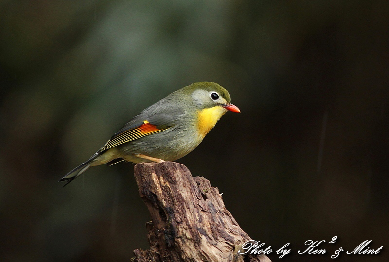 とっても綺麗な ソウシチョウ 相思鳥 ケンケン ミントの鳥撮りlife