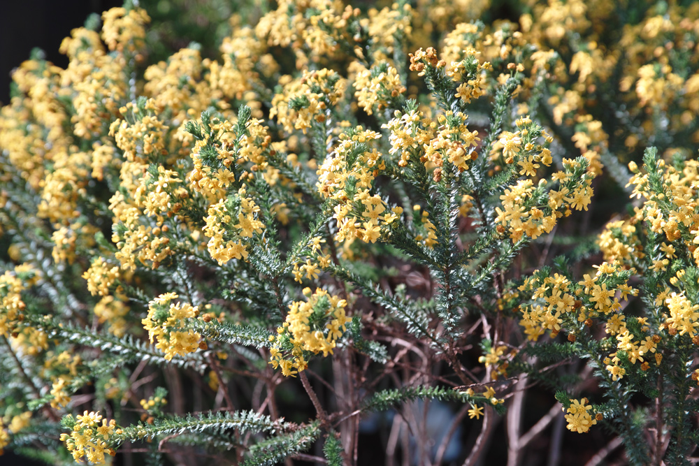 GWのゆいの花公園　花いっぱいの季節_c0223825_1321433.jpg