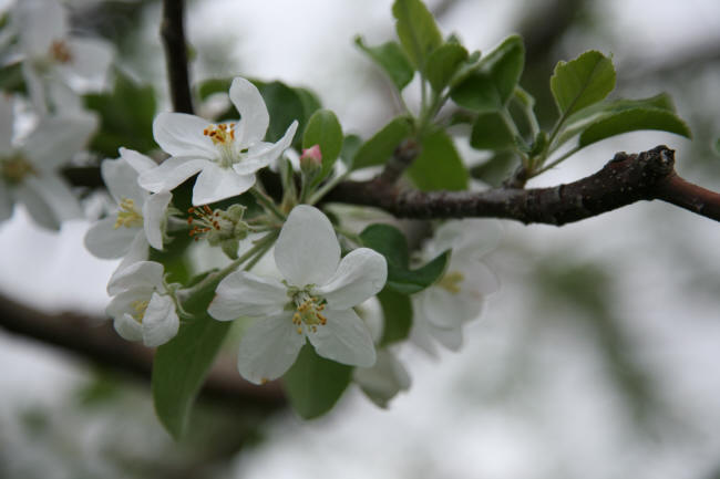 リンゴの花咲く小布施の春　_f0017530_23354514.jpg
