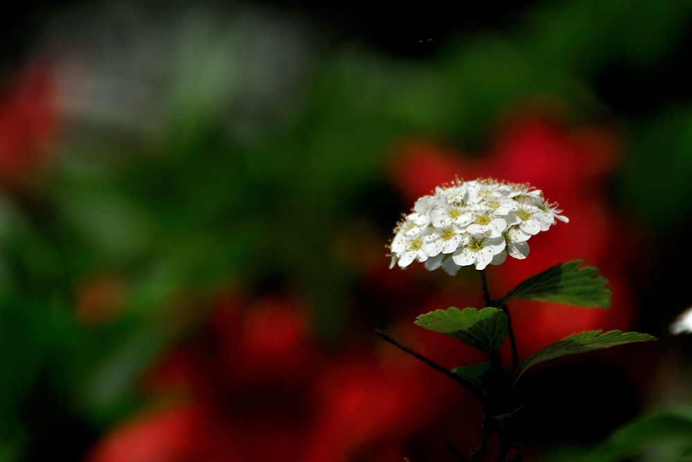 a0017831_21451013.jpg