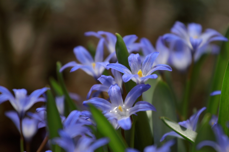 庭の花たち_f0009433_2121238.jpg