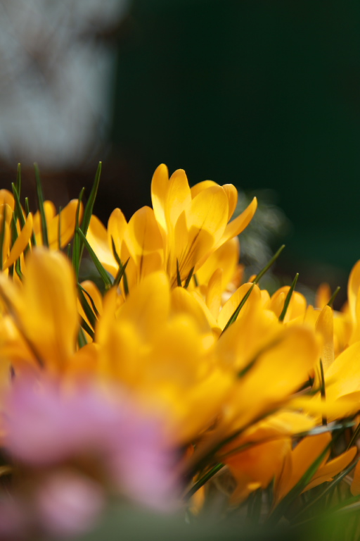 庭の花たち_f0009433_21325173.jpg