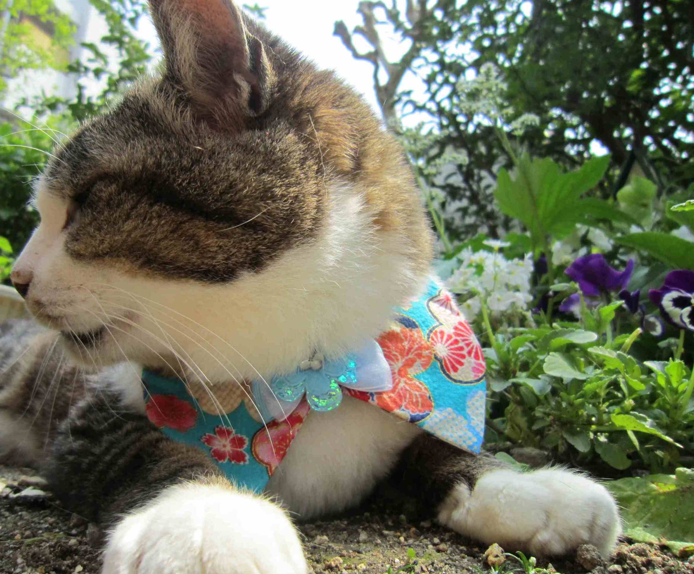 ソー17歳になりました~♪_b0177436_2235636.jpg