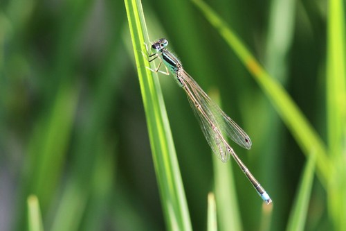 “魅惑の森”で自然観察(その１)_c0172139_2371445.jpg