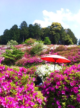 三室戸寺のツツジ今が見ごろ（2012/5/6）_d0020139_20413655.jpg