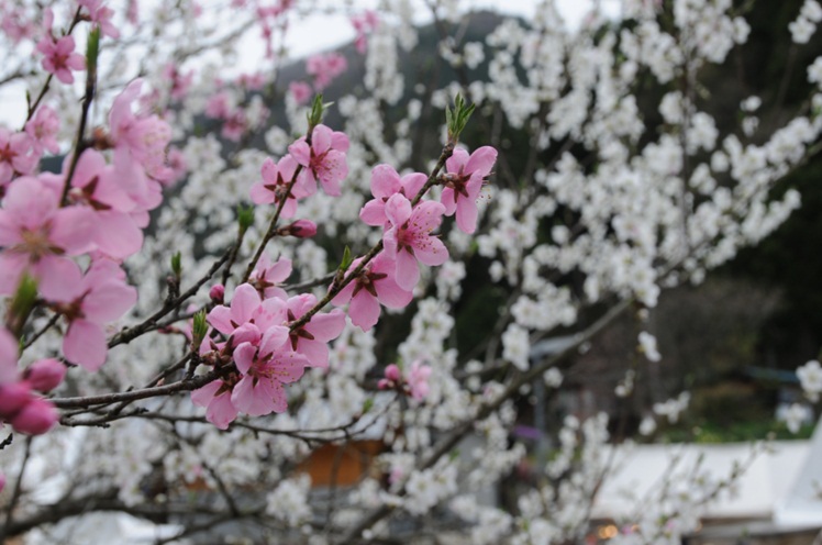 花桃を見に行ってきた♪_c0147241_17473992.jpg