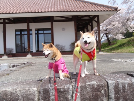 GW犬連れ車中泊の旅　道の駅喜多の郷編_b0080342_18101746.jpg