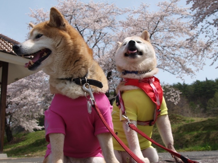 GW犬連れ車中泊の旅　道の駅喜多の郷編_b0080342_1894193.jpg