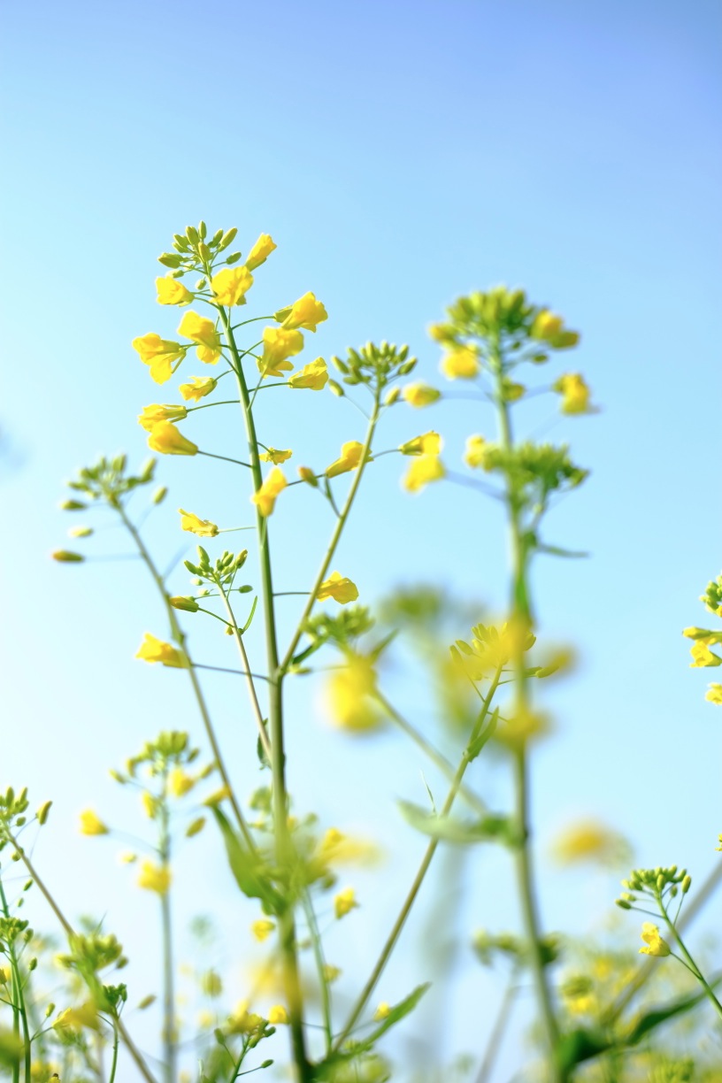 長野県下伊那郡阿南町の菜の花_b0141043_10165820.jpg