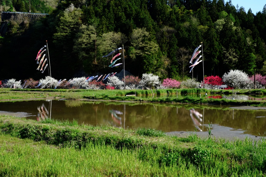 阿智村園原の花桃_b0141043_120776.jpg