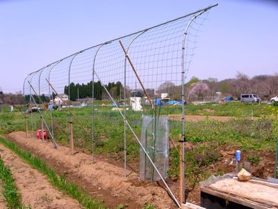 カテサイ(家庭菜園)の記録 H24.5.5_c0063348_736235.jpg