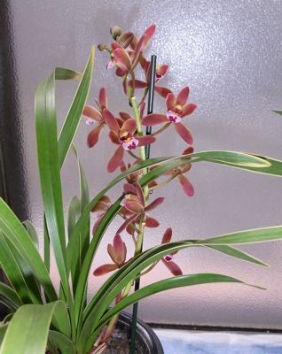 カテサイ(家庭菜園)の記録 H24.5.5_c0063348_7363364.jpg