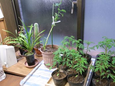 カテサイ(家庭菜園)の記録 H24.5.5_c0063348_7363571.jpg