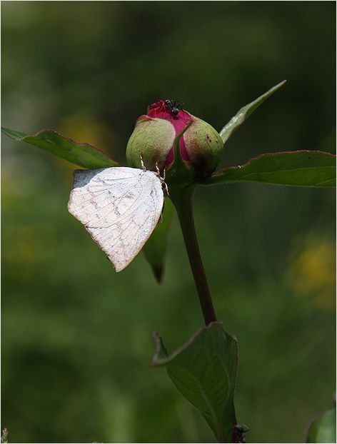 庭の花　　シャクヤクと昆虫_a0256349_19504346.jpg