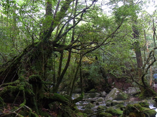 a0150050_1214926.jpg