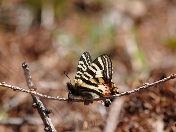 赤城のヒメギフチョウ_c0045352_20234463.jpg