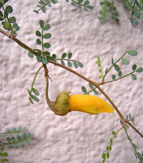 5月6日 ソフォラ プロスタータの花 花ねこ日記 5月6日 ソフォラ プロスタータの花 花ねこ日記