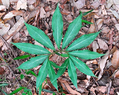 e0035757_1322839.jpg