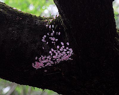 e0035757_13271879.jpg