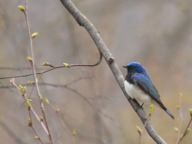 よぽけんGW探鳥会2012_c0136361_16365192.jpg