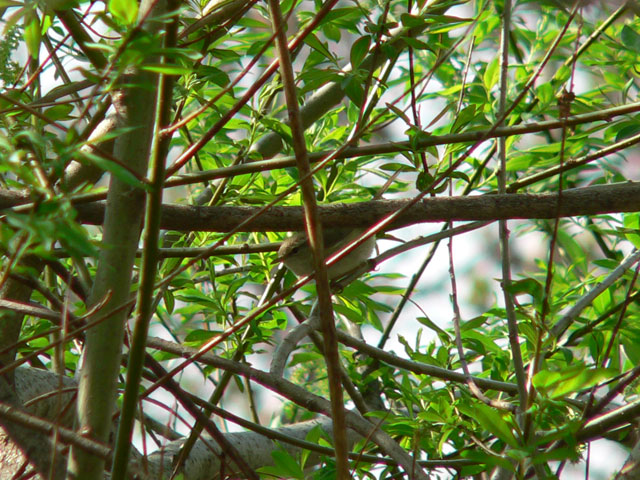 よぽけんGW探鳥会2012_c0136361_16382098.jpg